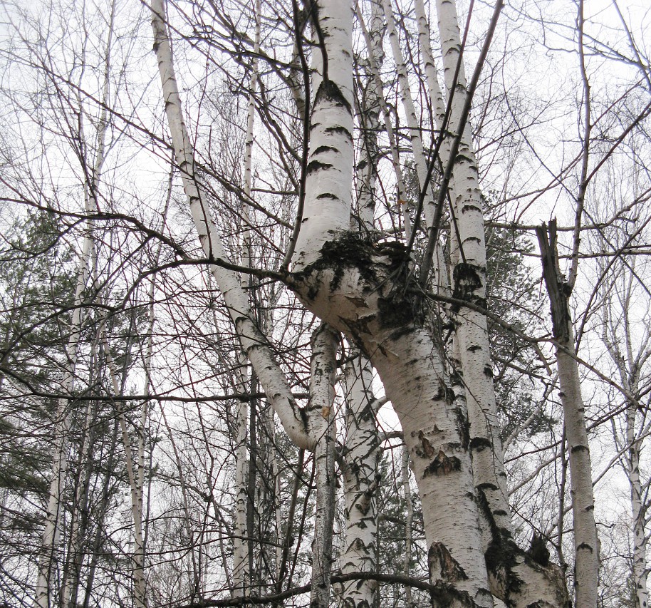 Гора Ежовая, Кировград Гора Ежовая, Кировград