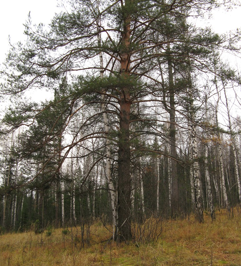 Гора Ежовая, Кировград Гора Ежовая, Кировград